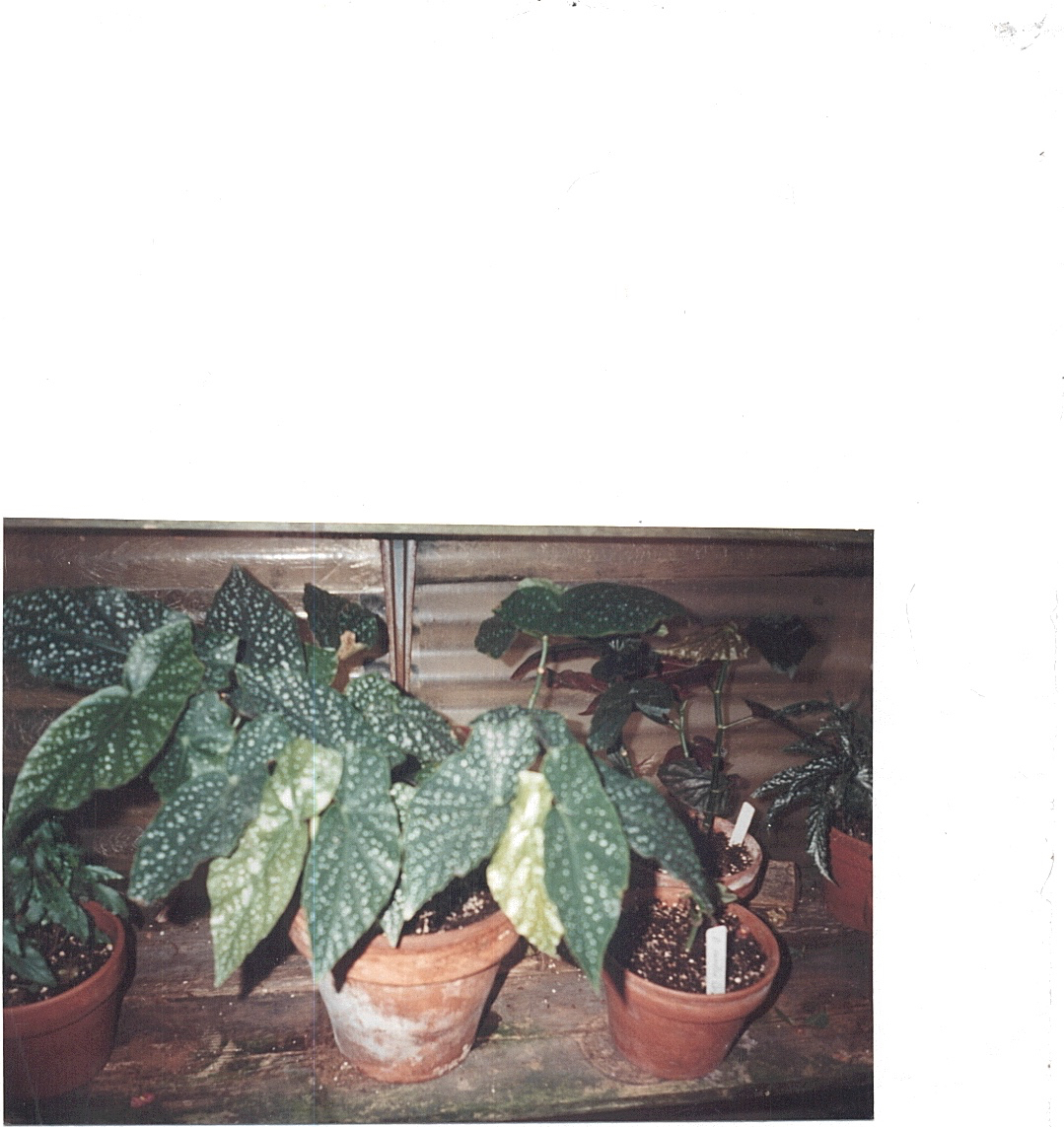 B. ‘Jim Dandy’